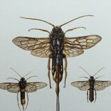 Antique illustration "insects", Vintage Insect Print, 1960s