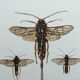 Antique illustration "insects", Vintage Insect Print, 1960s
