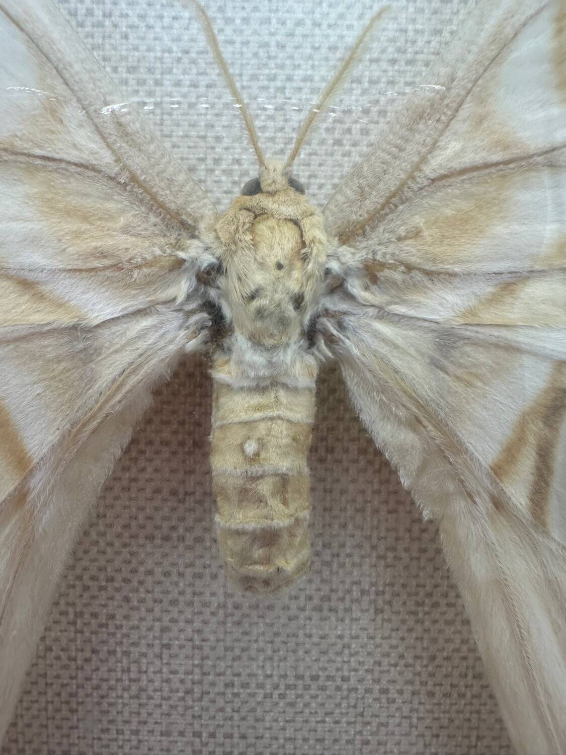 Vintage butterfly frame