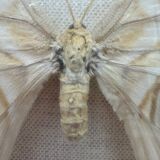 Vintage butterfly frame