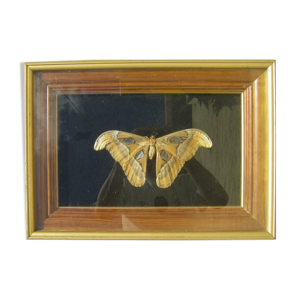 Cadre avec grand Papillon