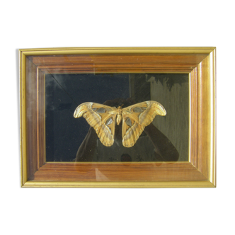 Frame with large butterfly
