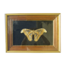 Frame with large butterfly