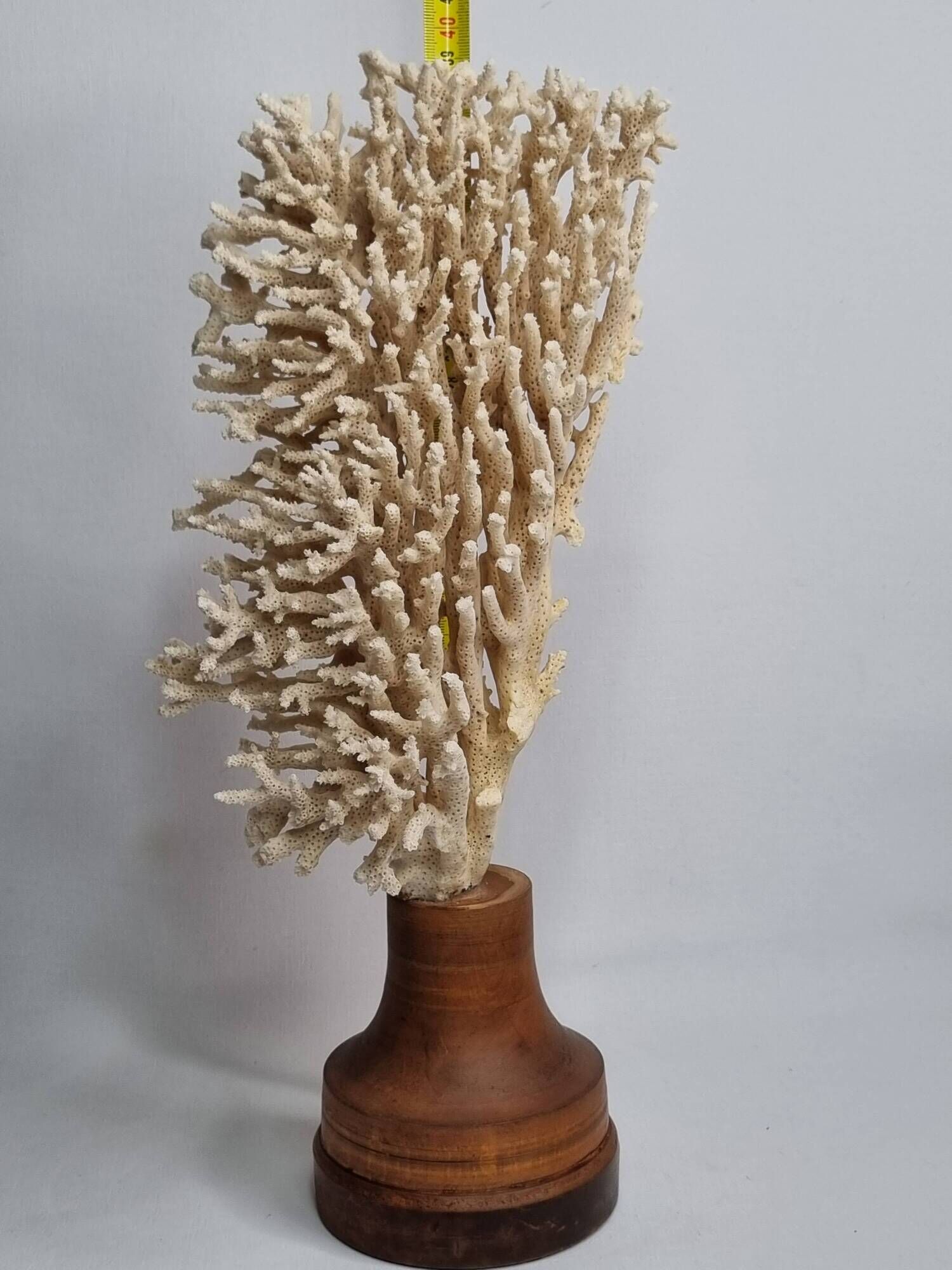 Antique natural coral on turned wooden base, 38 cm