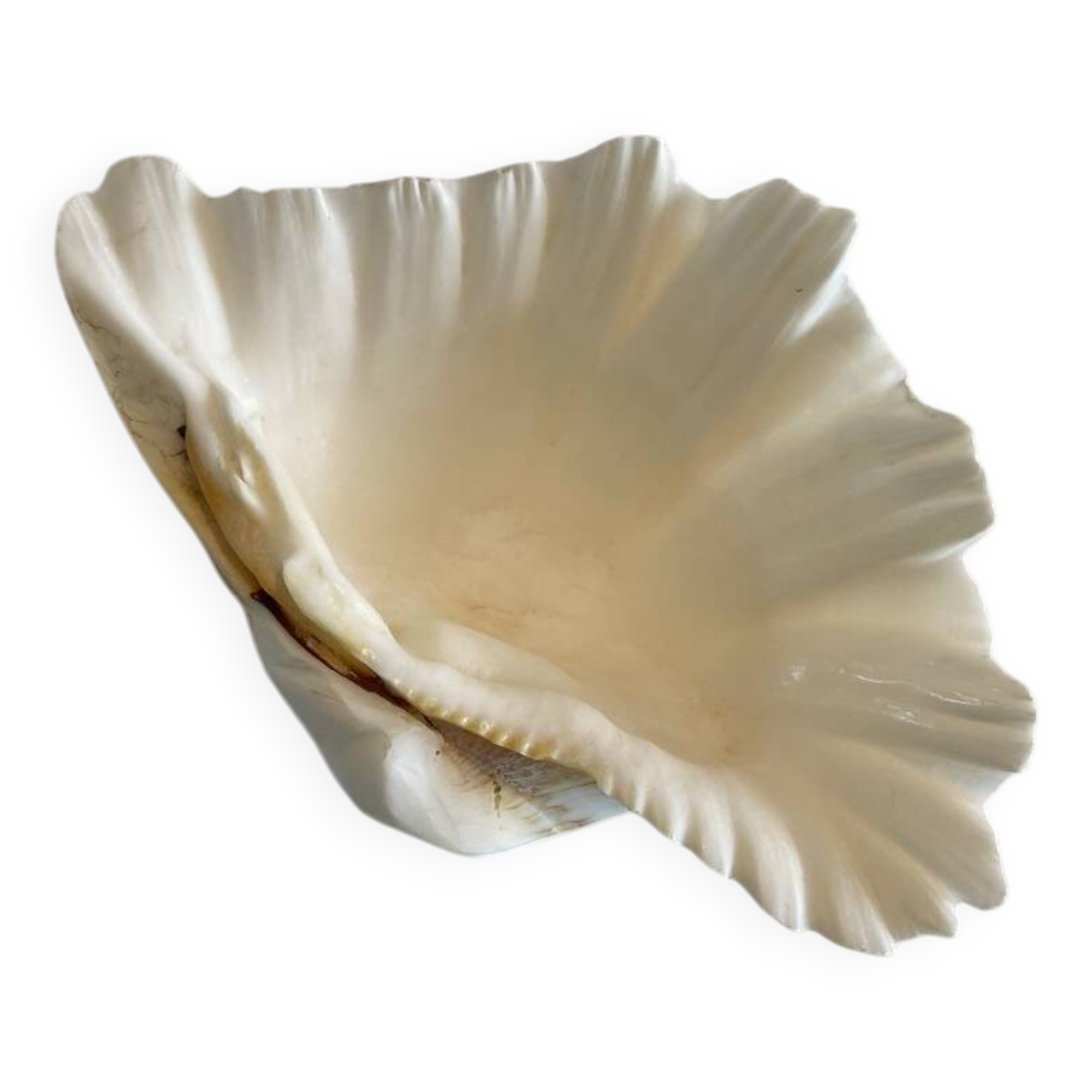 Holy Clam Shell - 23x14x7 cm - Natural - 1000g