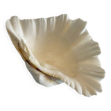 Holy Clam Shell - 23x14x7 cm - Natural - 1000g