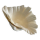 Holy Clam Shell - 23x14x7 cm - Natural - 1000g
