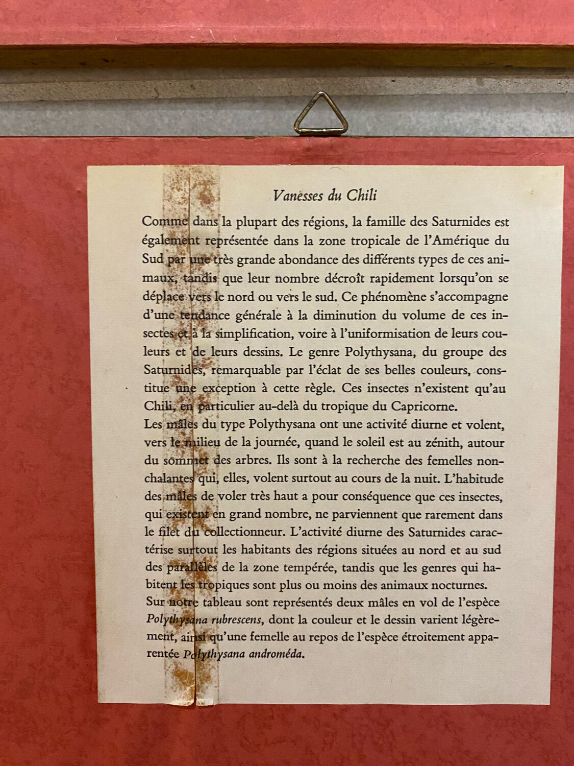 Planches zoologiques vintage -Papillons