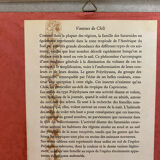 Planches zoologiques vintage -Papillons