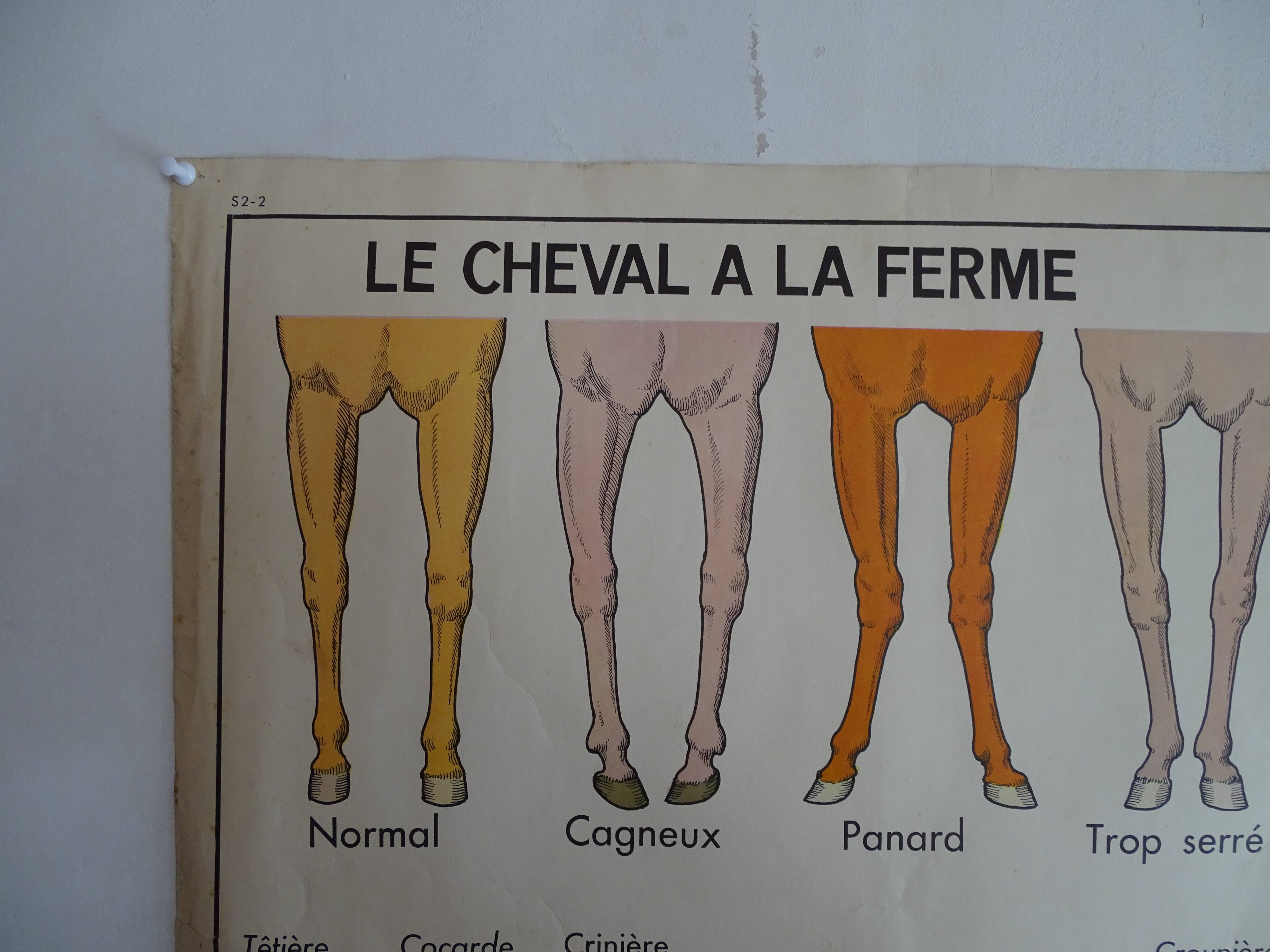 School poster on both sides anatomy cow and horse at the farm . MDI.1964