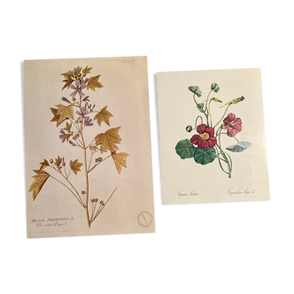 Affiche botanique Malva Sylvestris et Capucine Mordorée