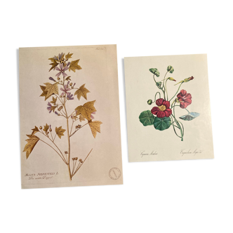 Botanical poster Malva Sylvestris + Mordoran nasturtium