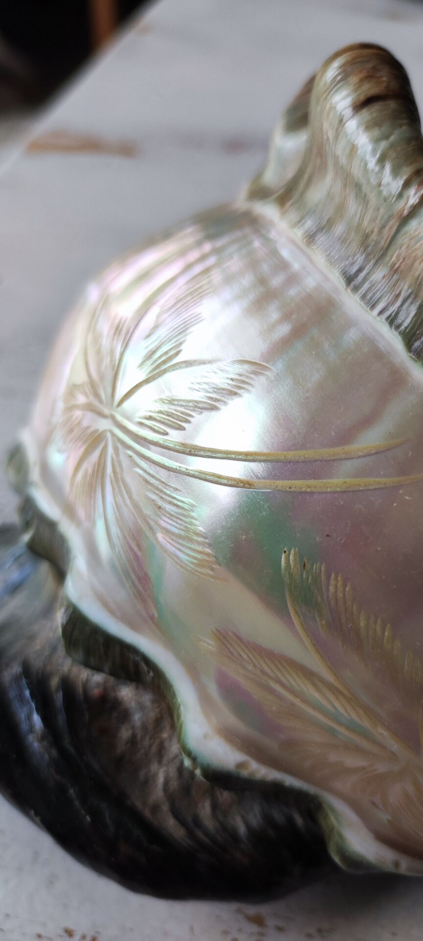 Coquillage deco