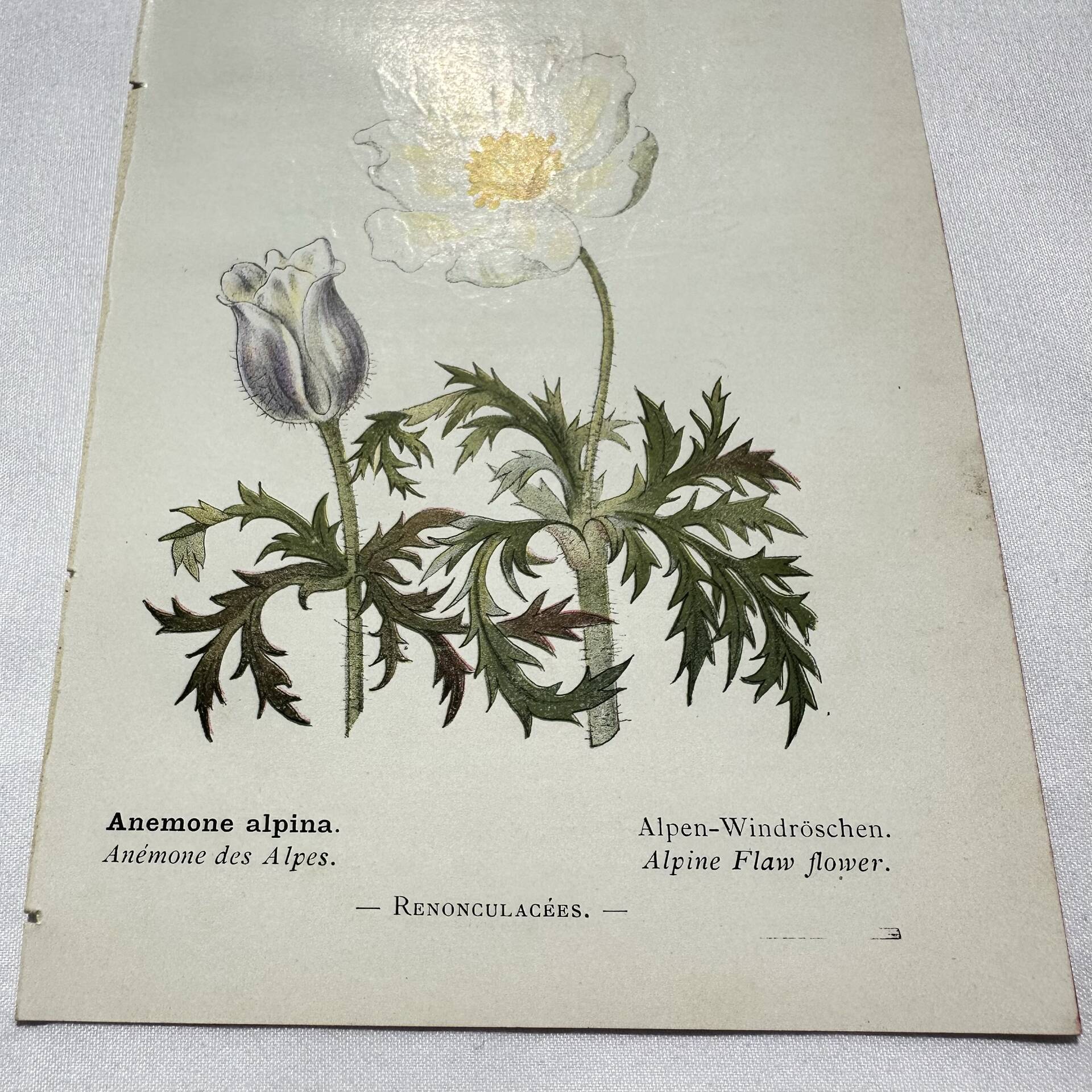 Old botanical engraving from the 19th century – Coloured botanical plates