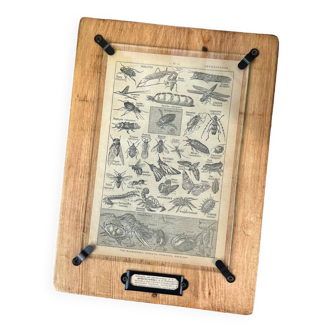 Illustrated Larousse board 1916 • “Arthropods”