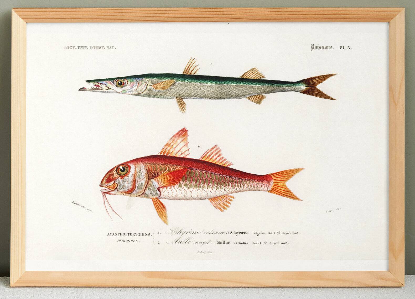 Poster about barracuda and red mullet, based on an old engraving from 1849