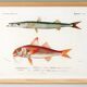 Poster about barracuda and red mullet, based on an old engraving from 1849