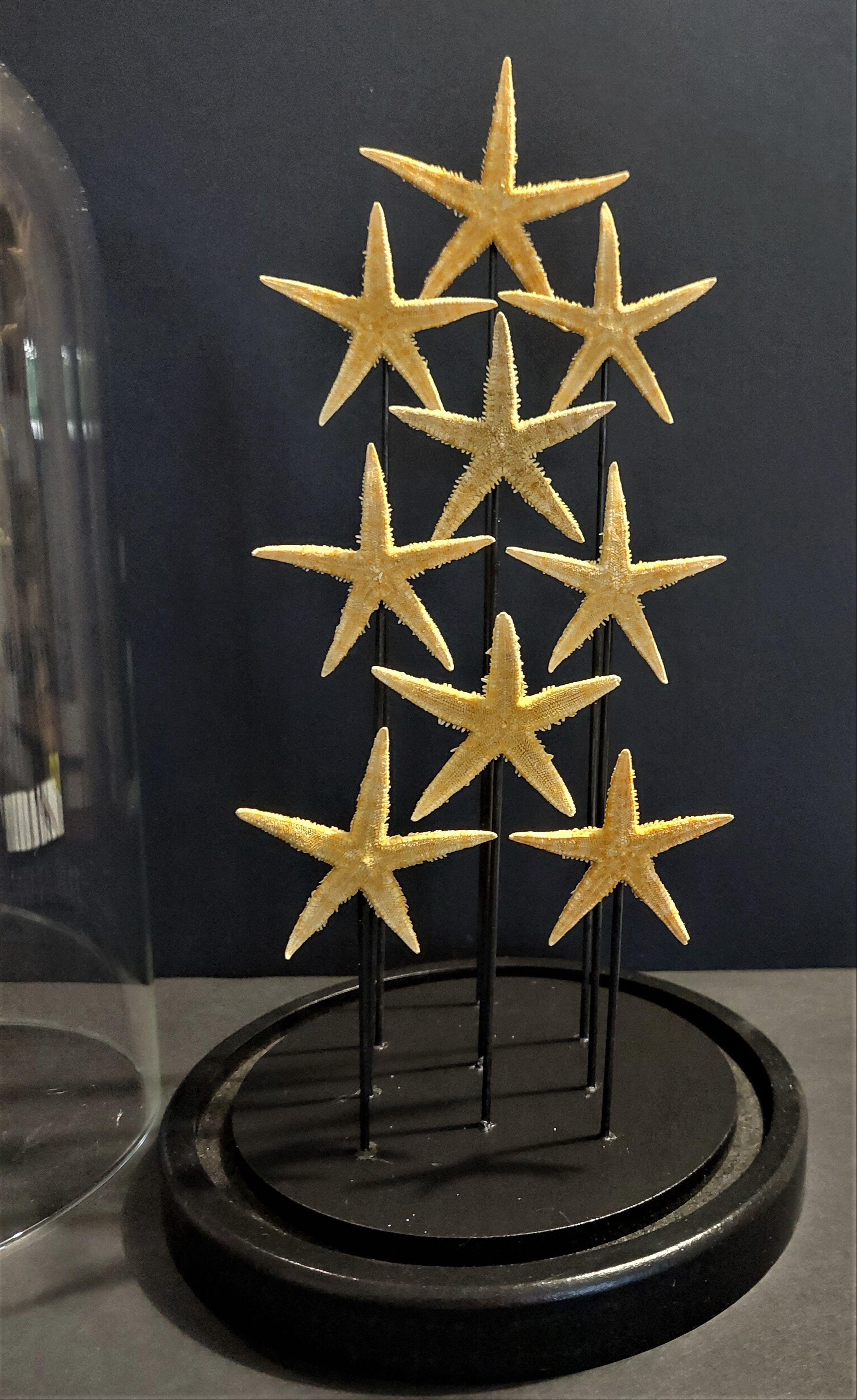 Cabinet of Curiosities globe with starfish asteroidea sp.