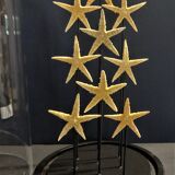 Cabinet of Curiosities globe with starfish asteroidea sp.