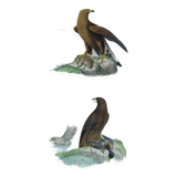Ornithological Plate Buffon 1840 "Great Eagle & Little Eagle"