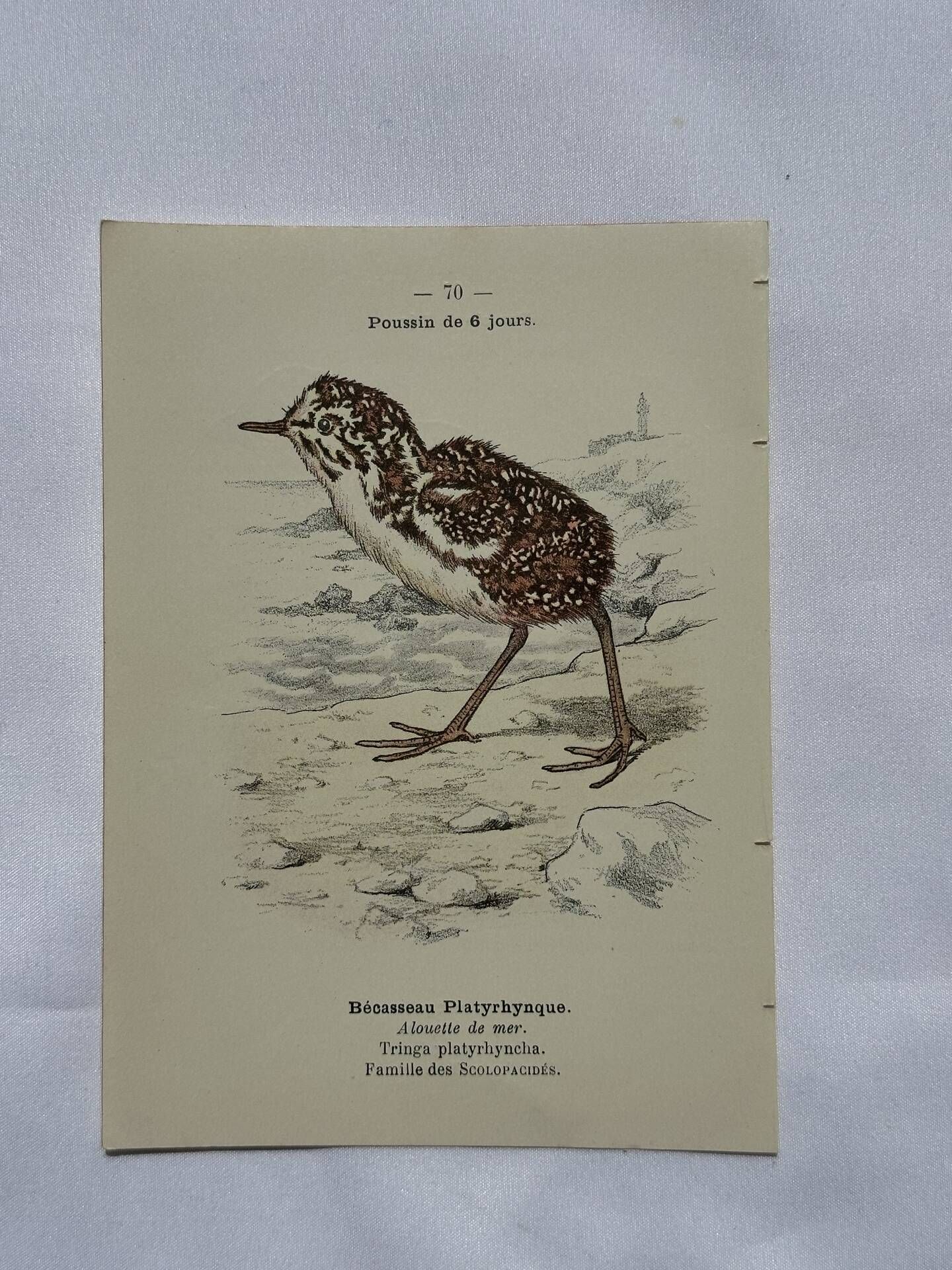 🐦 Botanical Plate Engraving of Birds Naturalist 19th Century Double-sided A