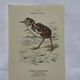 🐦 Botanical Plate Engraving of Birds Naturalist 19th Century Double-sided A