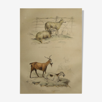 Original zoological plate of 1839 " Aries, Sheep,....,.... "