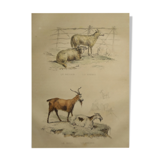 Planche zoologique originale de 1839 " bélier, brebis,....,.... "