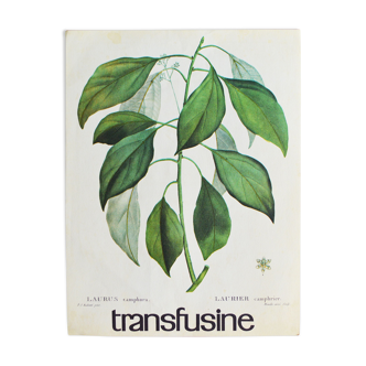 Affiche publicitaire pharmaceutique Botanique n°36