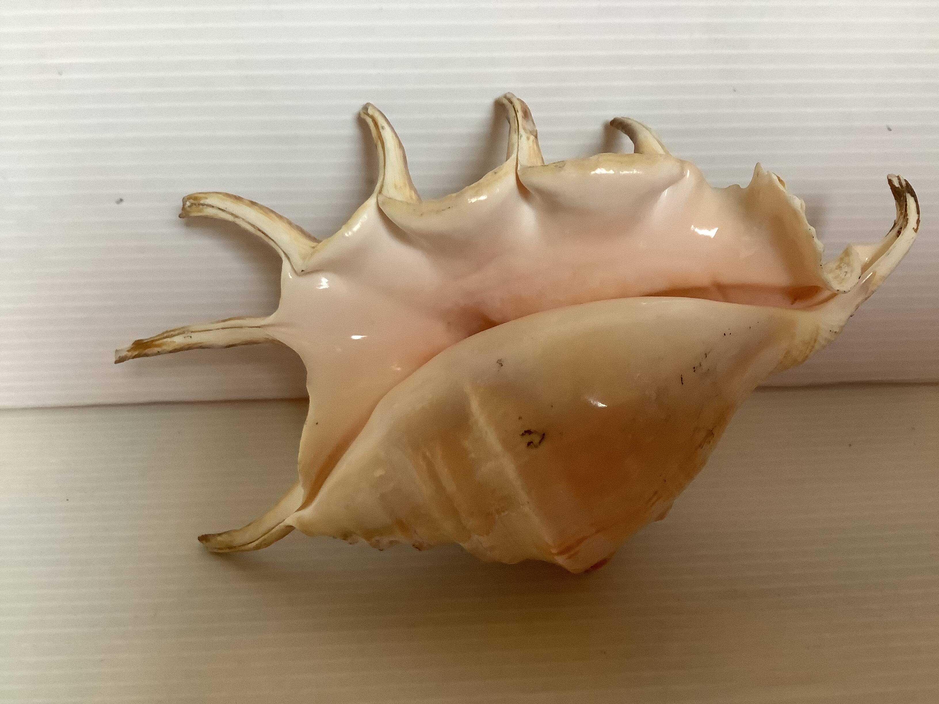 Conch shell