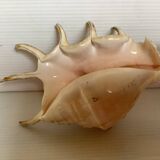 Conch shell