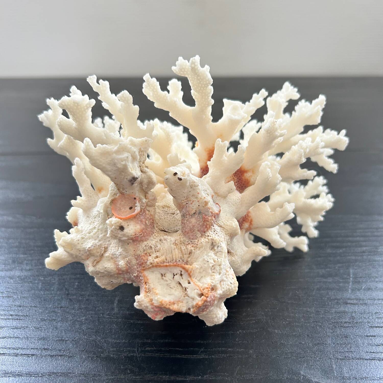 Large white coral