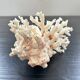 Large white coral