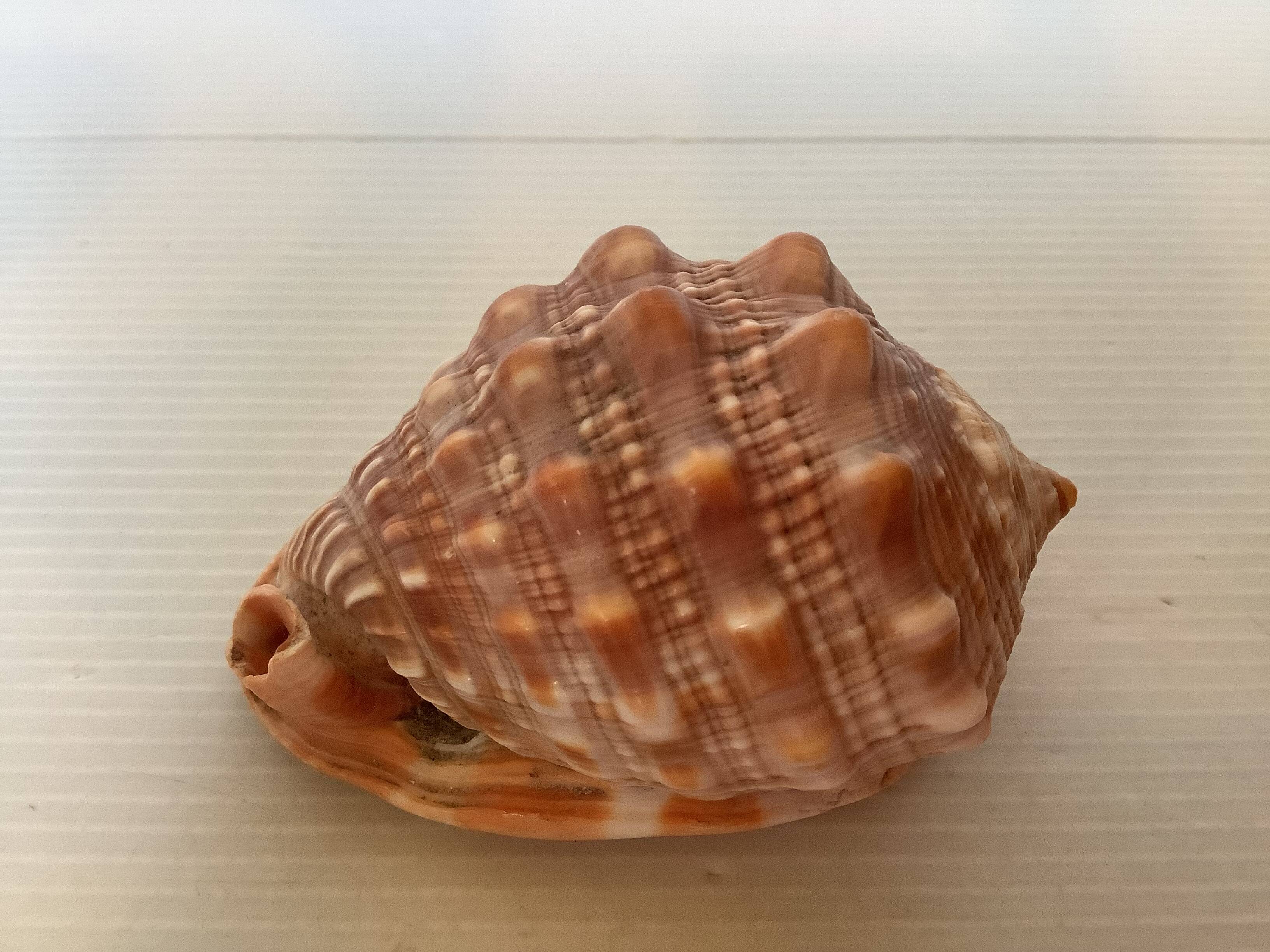 Mini shell cypraea cassis rufa