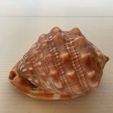 Mini shell cypraea cassis rufa