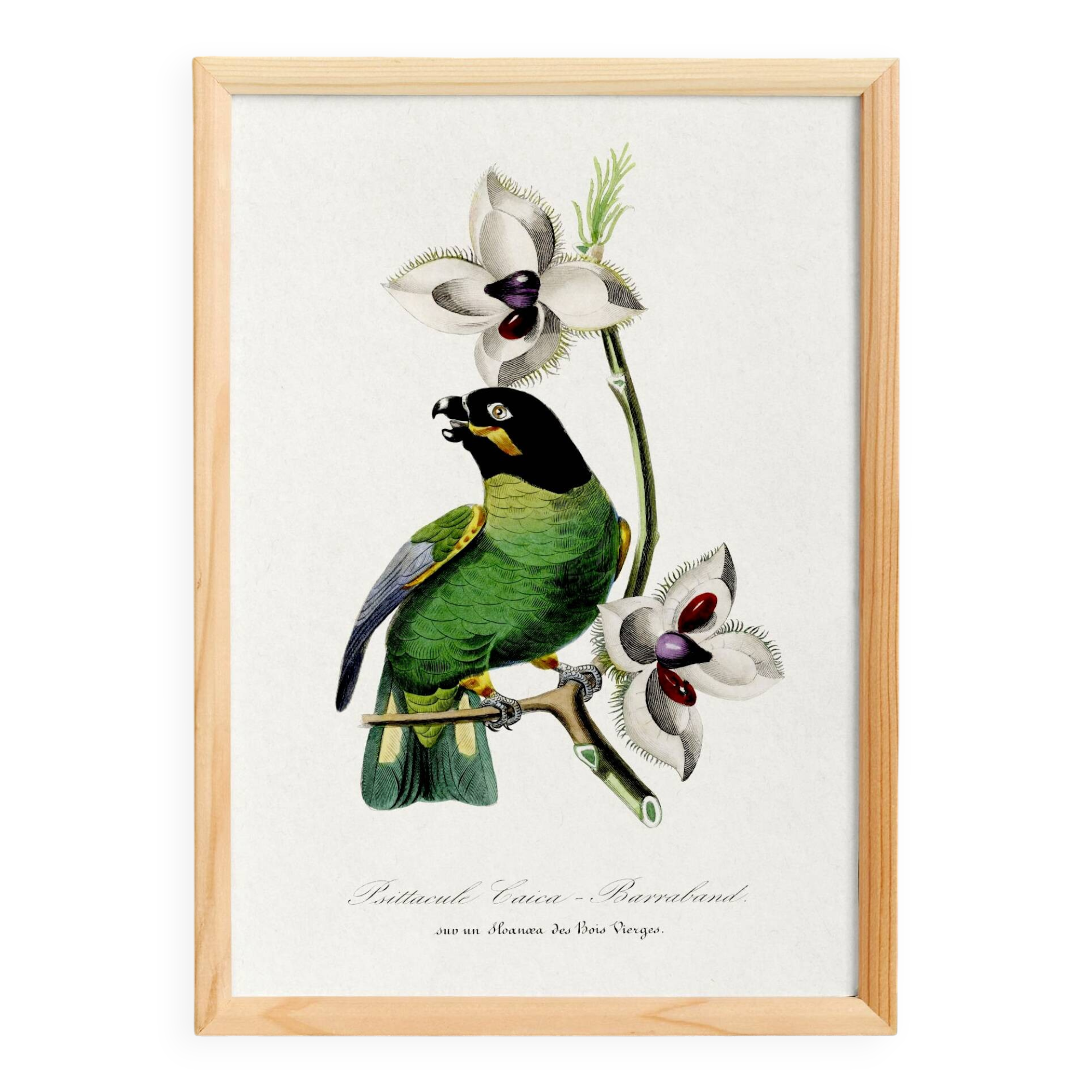 Poster of the Barraband's Caïque (exotic bird), based on an engraving