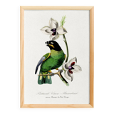 Poster of the Barraband's Caïque (exotic bird), based on an engraving