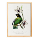 Poster of the Barraband's Caïque (exotic bird), based on an engraving