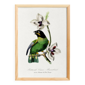 Affiche sur le Caïque de Barraband (oiseau exotique), d'après une gravure