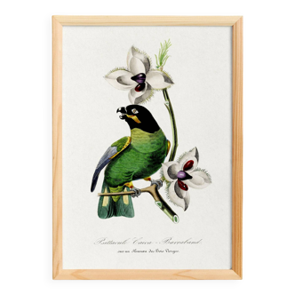 Poster of the Barraband's Caïque (exotic bird), based on an engraving
