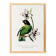 Poster of the Barraband's Caïque (exotic bird), based on an engraving