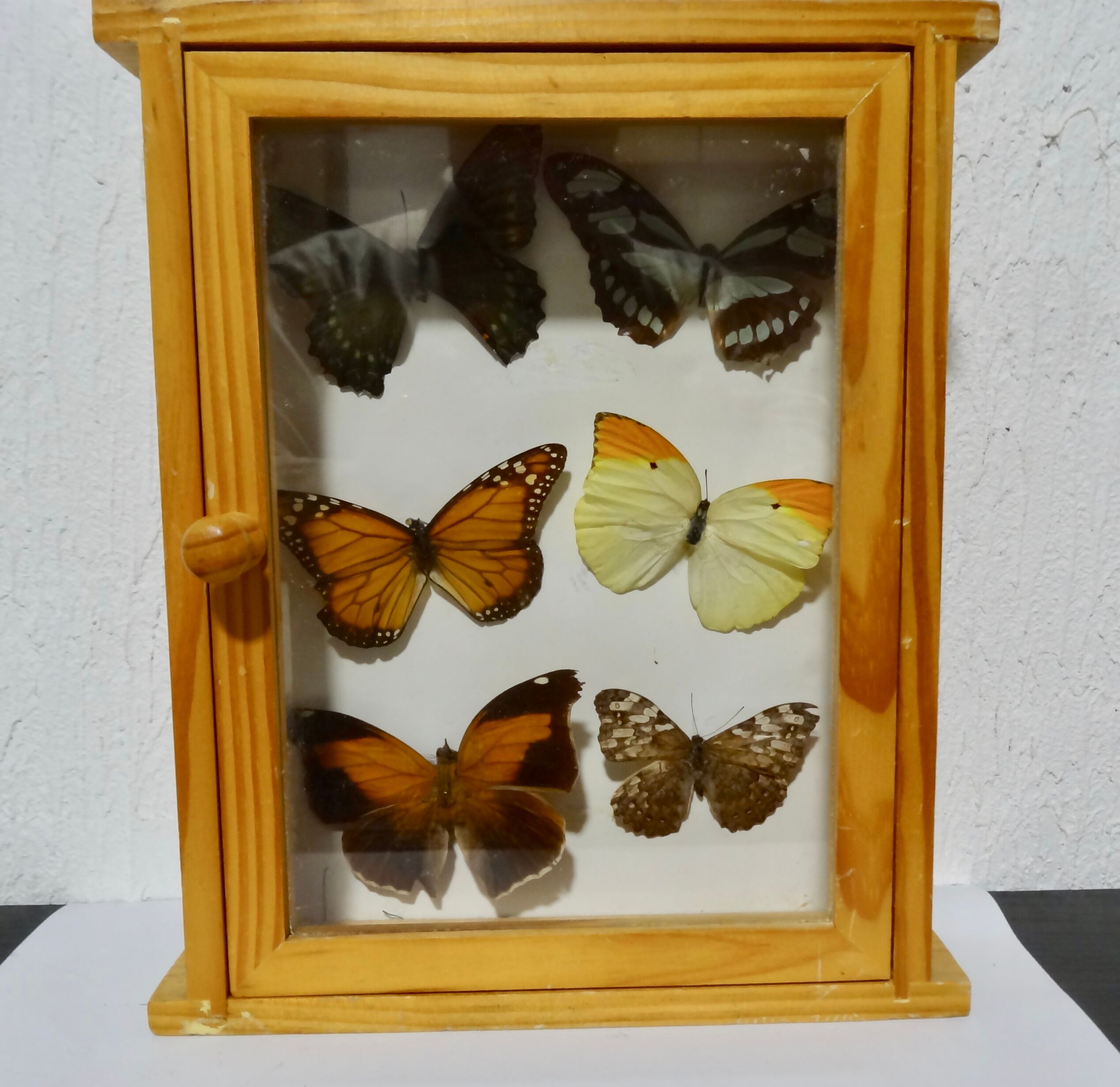 Set of 6 butterflies under glass