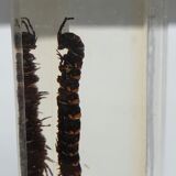 Canadian tiger centipede resin insect