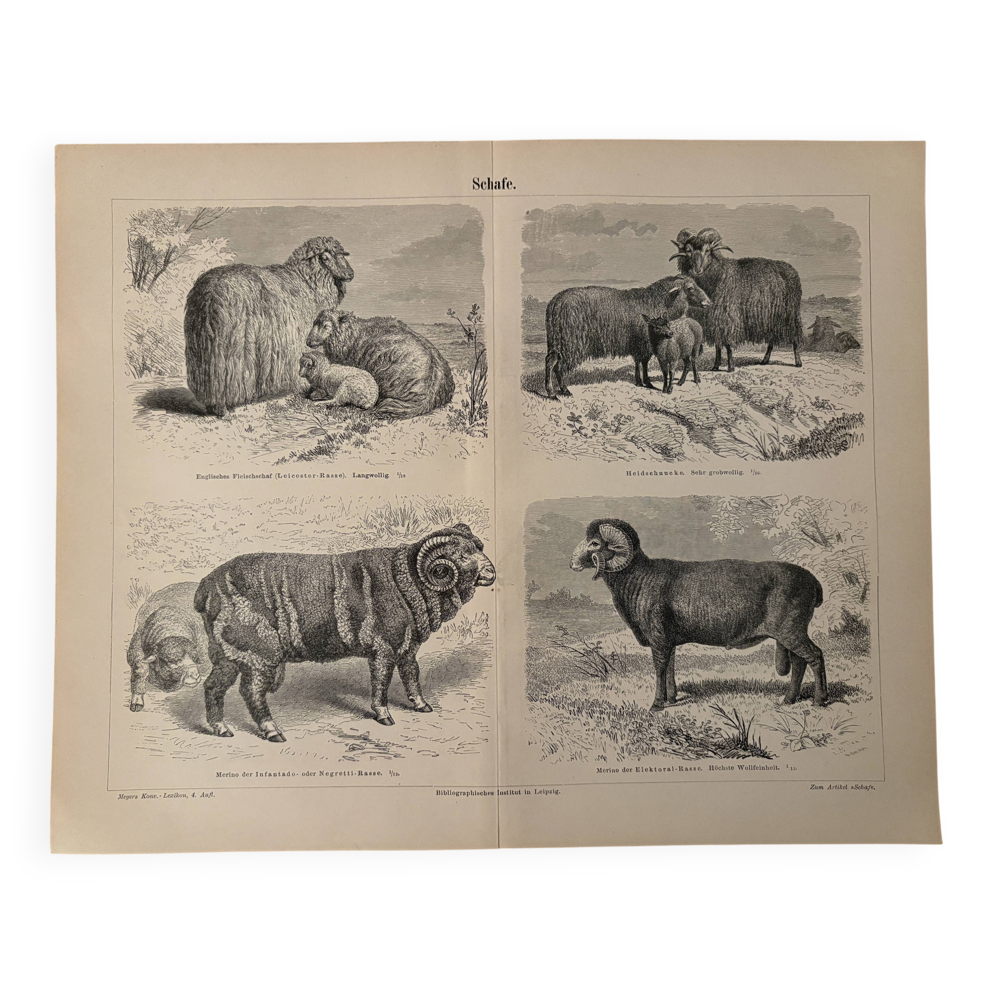 Gravure vintage sur les moutons