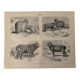 Gravure vintage sur les moutons