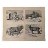 Vintage engraving of sheep.
