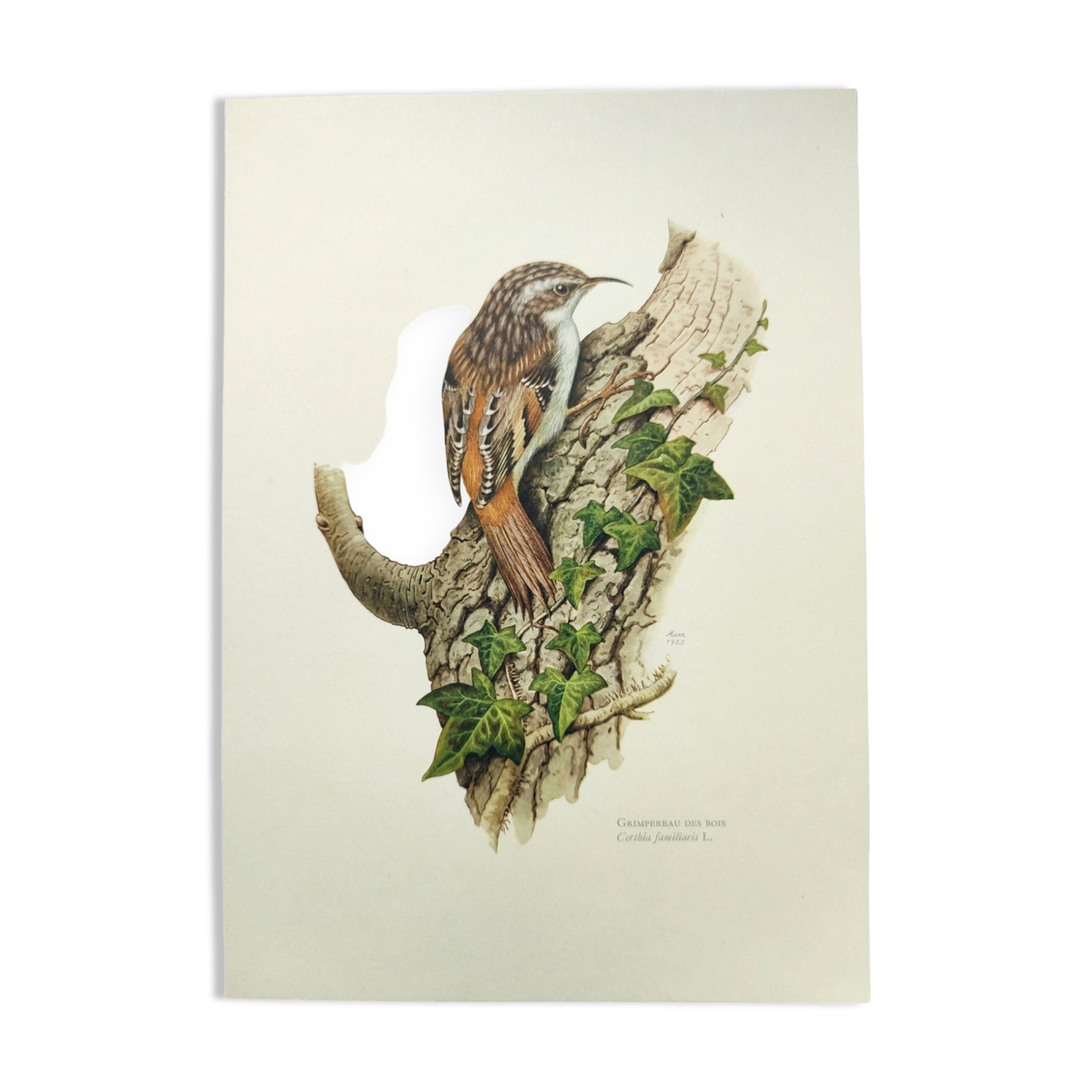Vintage bird illustration from the 60s - Woodcreeper - Old zoological board