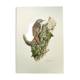 Vintage bird illustration from the 60s - Woodcreeper - Old zoological board