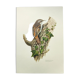 Vintage bird illustration from the 60s - Woodcreeper - Old zoological board