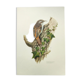 Illustration Vintage oiseau des années 60 - Grimpereau des Bois - Planche ancienne zoologique